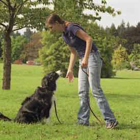 dogtraining1