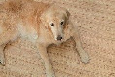 The Best Hardwood Floor for Dogs