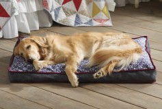 Cheap Cushions for Your Puppy
