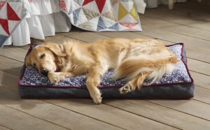 Cheap Cushions for Your Puppy