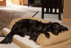 Protect Your Home from Pets When You Use Foam Products