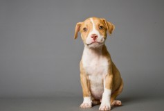 What Your New Pitbull Needs to Feel at Home