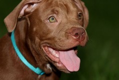 A Breakdown on Why Pitbulls Have Such a Bad Rap