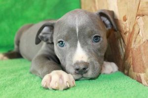 pitbull-puppy-green-carpet